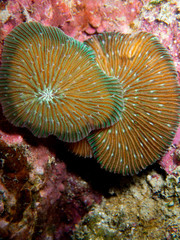 Fungia fungites