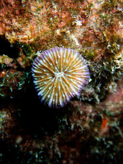 Fungia fungites