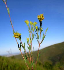 Penaea acutifolia