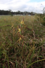 Lyperanthus suaveolens