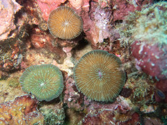 Fungia fungites