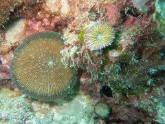 Fungia fungites