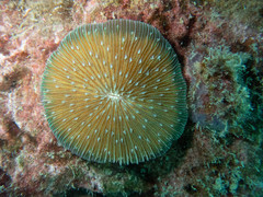 Fungia fungites