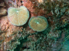Fungia fungites
