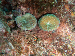 Fungia fungites