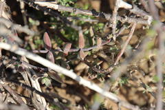 Crematogaster melanogaster