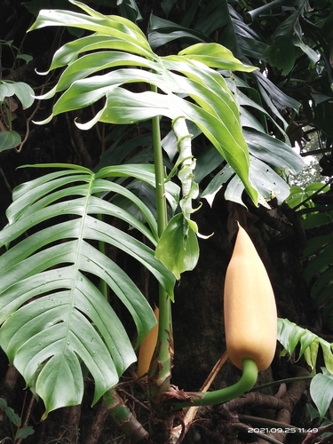 Rhaphidophora decursiva