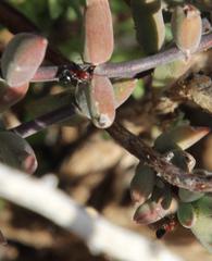 Crematogaster melanogaster