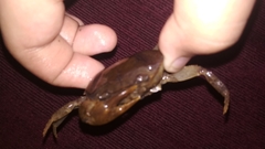 Parathelphusa convexa