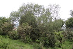 Salix mucronata woodii