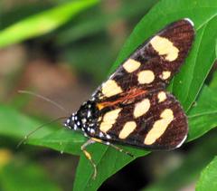 Heraclia africana