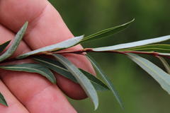 Salix mucronata woodii
