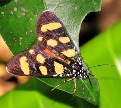Heraclia africana