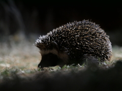 Atelerix frontalis