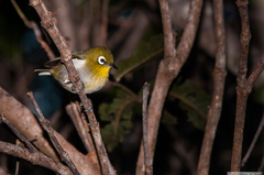 Zosterops xanthochroa