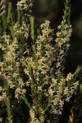 Struthiola striata