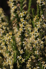 Struthiola striata