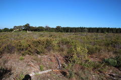 Struthiola striata