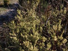 Struthiola striata