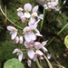 Begonia josephi - Photo (c) Rinzin Dorji,  זכויות יוצרים חלקיות (CC BY-NC), הועלה על ידי Rinzin Dorji