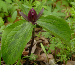 Trillium sessile
