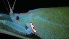 Chondroderella borneensis