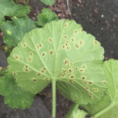 Puccinia pelargonii-zonalis