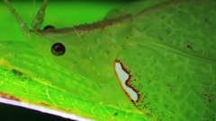 Chondroderella borneensis