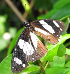 Amauris ochlea ochlea