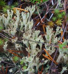 Cladonia cenotea