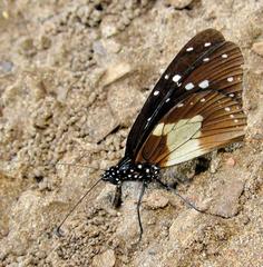 Amauris ochlea ochlea