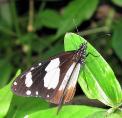 Amauris ochlea ochlea