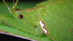 Chondroderella borneensis