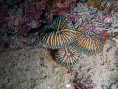 Fungia fungites