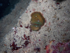 Fungia fungites