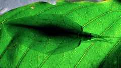 Chondroderella borneensis