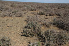 Pachypodium