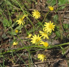 Senecio inaequidens