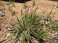 Enneapogon polyphyllus