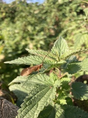 Anabolia