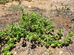 Dysphania melanocarpa