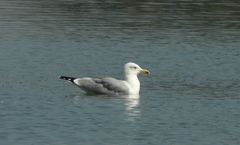 Larus michahellis