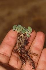 Oxalis imbricata violacea