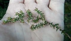 Erica arenaria