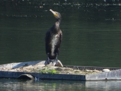 Phalacrocorax carbo