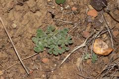 Oxalis imbricata violacea