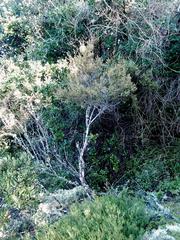 Erica arenaria