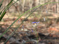 Dianella rara