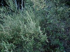 Erica arenaria
