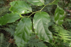 Pennantia cunninghamii